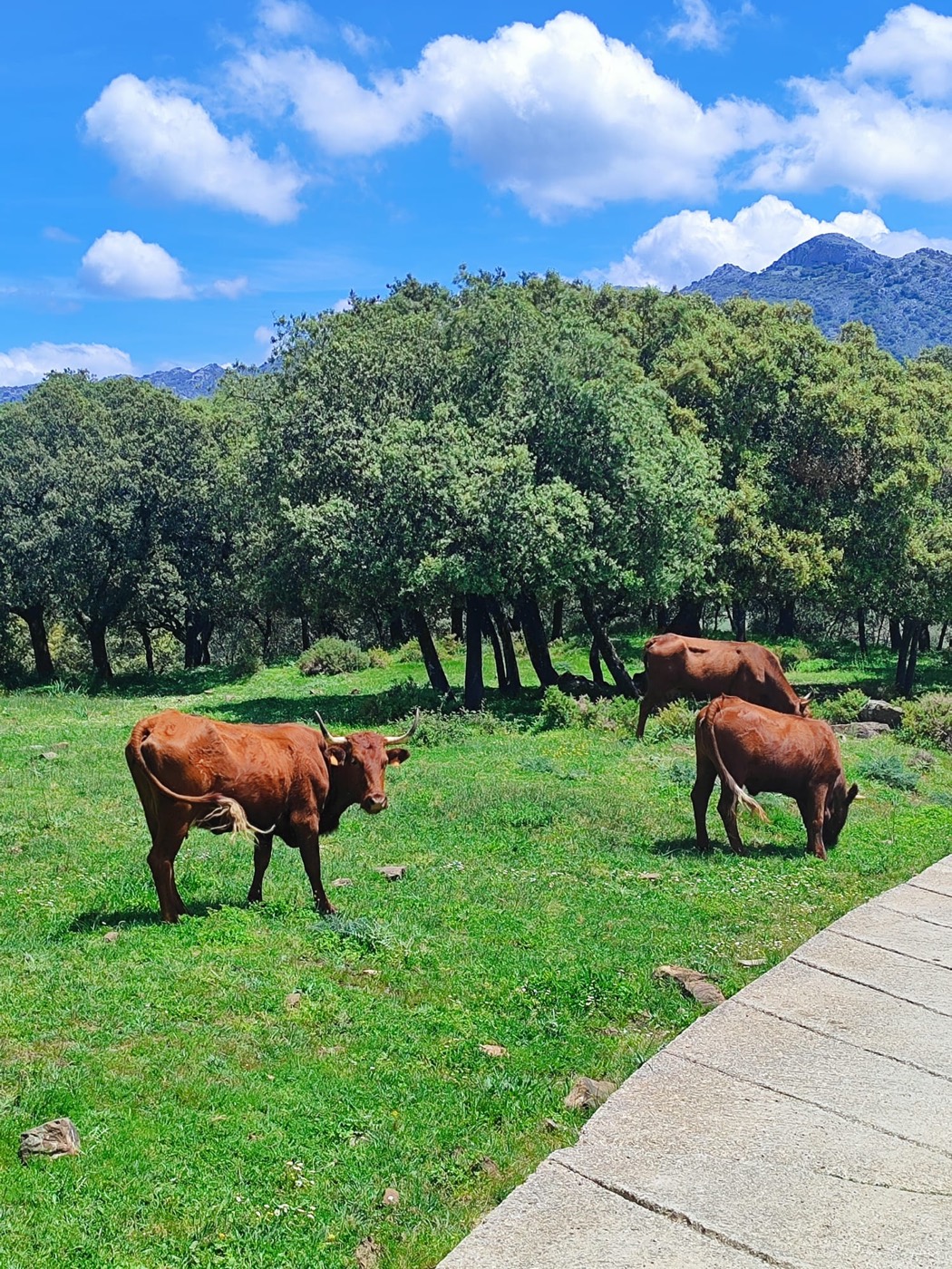 Three brown cows grazing in a bright green meadow below a holm oak wood, with a limestone ridge and heavy white cloud behind them.