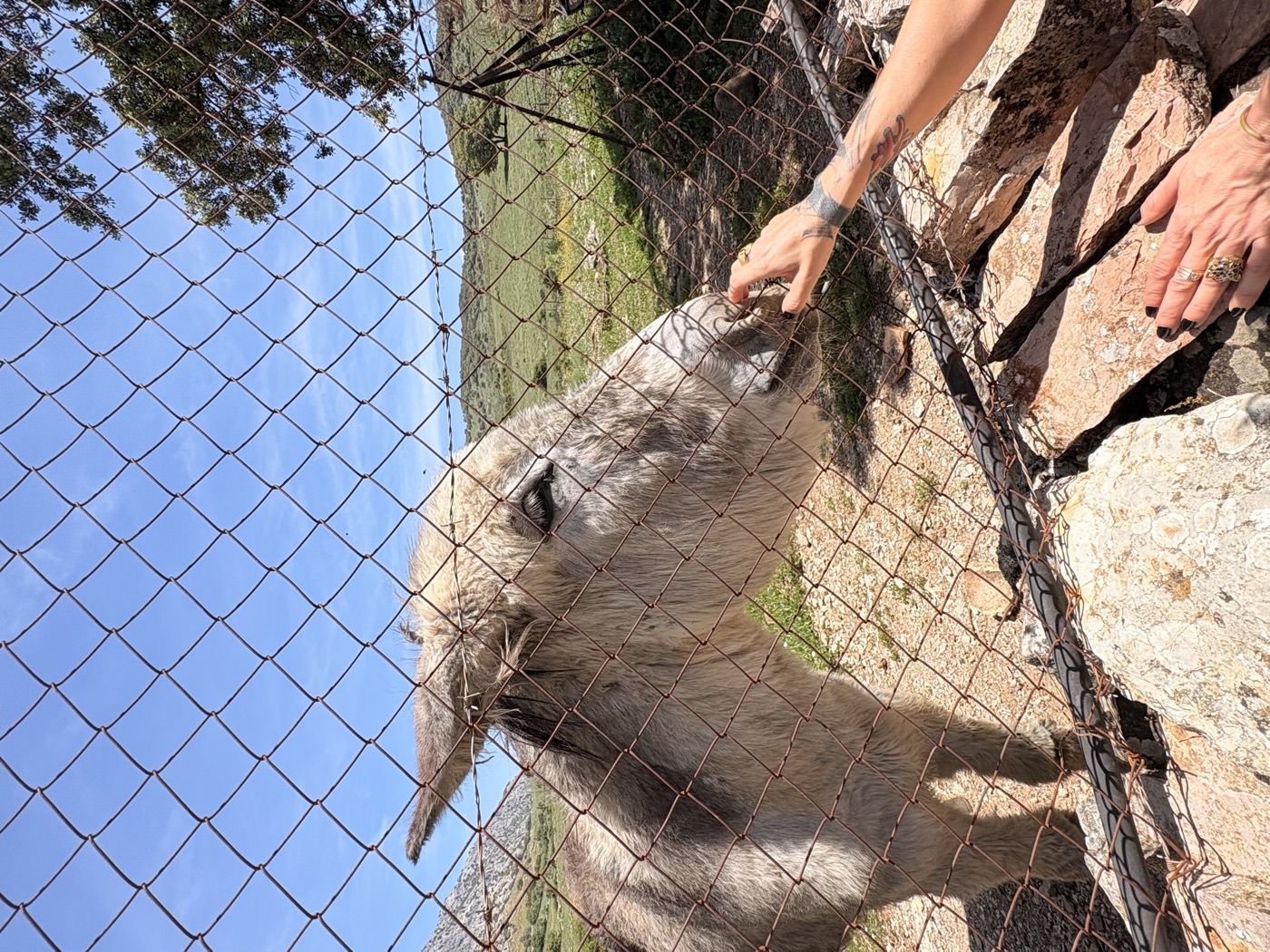 A grey donkey standing at a wire fence in the hills, leaning its muzzle towards a tattooed hand reaching through to touch it.