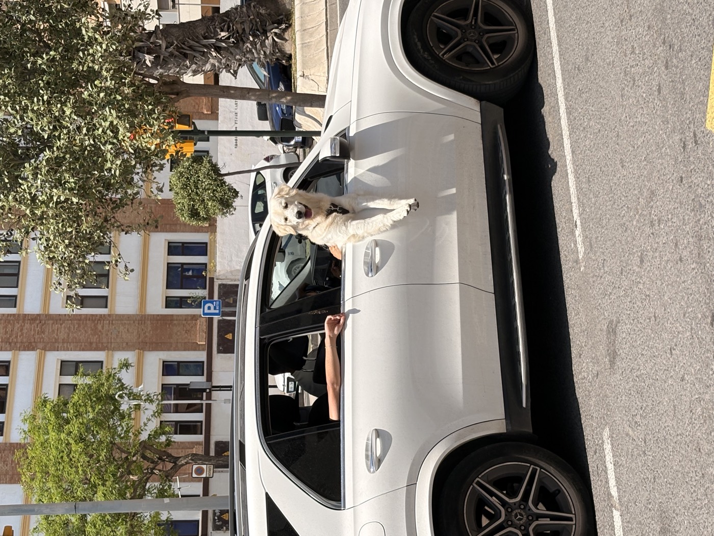 A golden retriever leaning right out of a car window on a sunny street, grinning, with an arm resting on the door behind it.